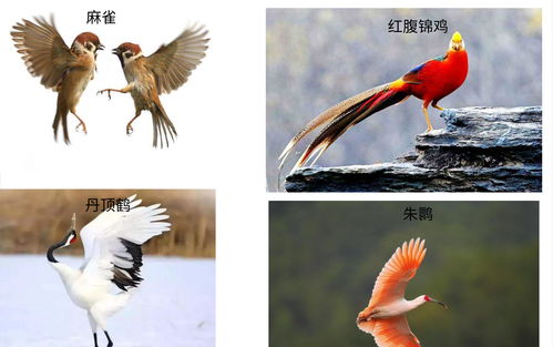 3、 风声鹤唳坡——风与鸟共鸣之地