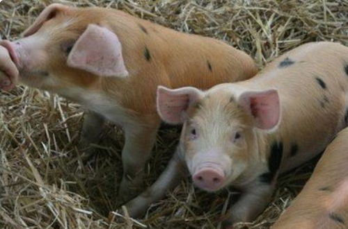 2026年属猪的人从几月开始转运？猪的三合六合手链具体含义是什么？