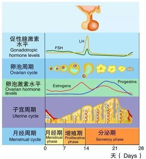 运动与月经周期的关系