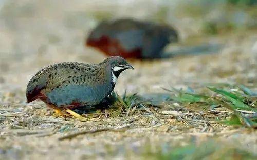 ：酉鸡生肖的文化图腾与性格图谱