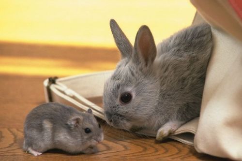 属兔男和狮子男在一起时的表现及性格特点，以及属兔狮子男全面性格解析是怎样的？