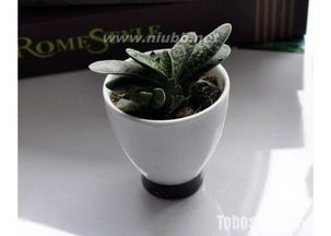 三、  植物性能量场：周边环境净化与财富有暗示的协同效应