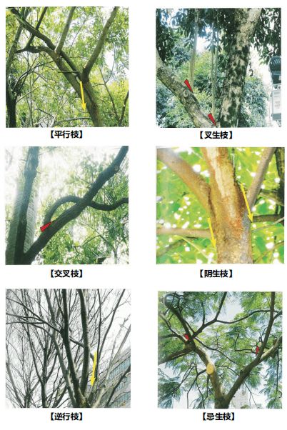 大树的象征维度：平安与可靠