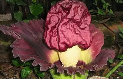 ：午夜绽放的死亡隐喻与“孔雀昙花”的传说考辨
