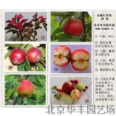 二、 品种特性详述——形态学、生理学与营养价值的综合分析