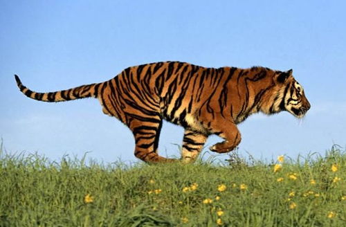 震惊！属虎人必看：这三个城市让你一夜暴富