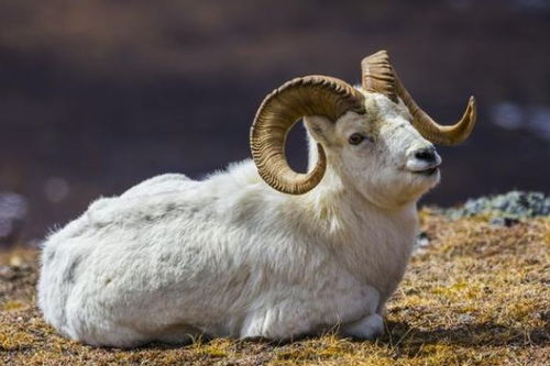 2026年属羊财运走势如何，42岁属羊人2026年财运会怎样？