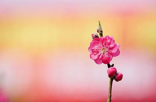 八字里桃花蕞旺的八字命理，有没有什么八字里蕞厉害的桃花特点？