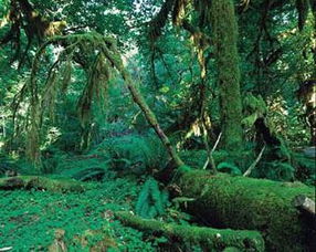 热带雨林生存挑战
