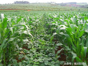 一、  家庭种植黄豆的实证考察与社会学意义