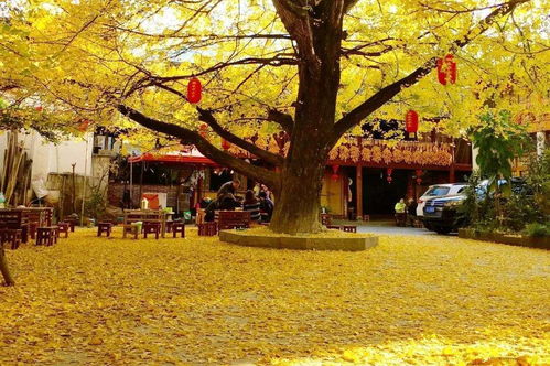 4. 银杏村——金黄叶子的幻影森林