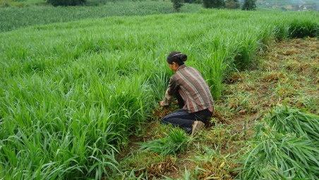 淮山种植对当地风水环境有怎样的影响？