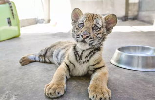 八月初二女虎宝宝起名，用屹霖作为男虎宝宝的名字合适吗？