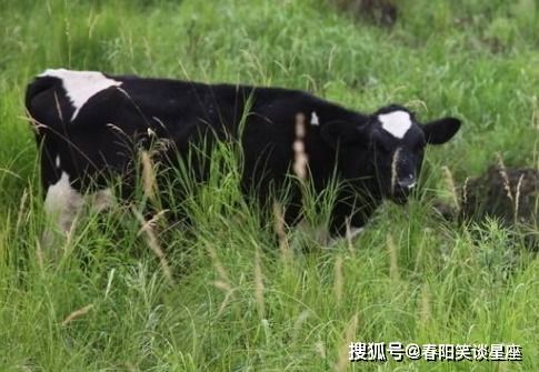牛（丑）——细致入微、 责任担当之典范
