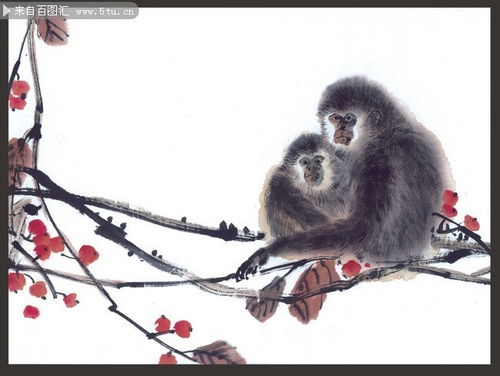 猴子的晚年生活：是享福还是遭罪？