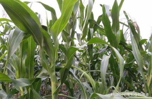 光棍汉子梦见玉米苗？注孤生！