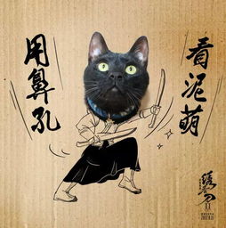 夜较深风劲， 黑猫的凝视