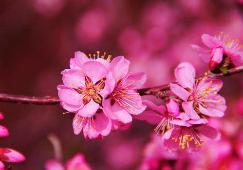 如何通过男八字分析桃花姻缘？