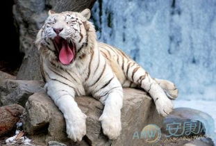 1998年属什么生肖的人今年多少岁了？