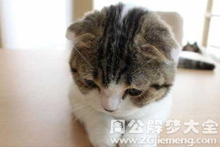 我为什么会梦见自己收养了那么多的猫呢？这是不是有什么忒别的含义？