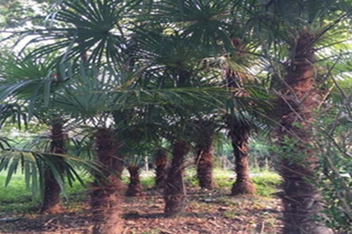 2. 竹子：君子品格与挡煞纳吉的风水屏障