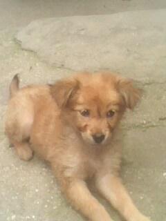 二、 细察犬貌，以貌取名之妙法