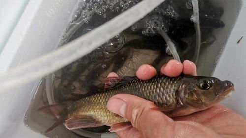 吐血整理！500个带溪的绝绝子名字