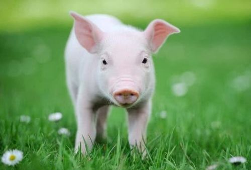 生肖猪的幸运号码究竟是多少号呢？