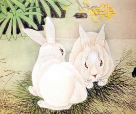 属蛇属兔夫妇2026年运势如何，属蛇和属兔的人2025年运气怎样？