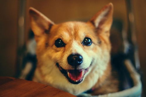 1970年属狗女三月初八出生，哪一年运势会特别好？