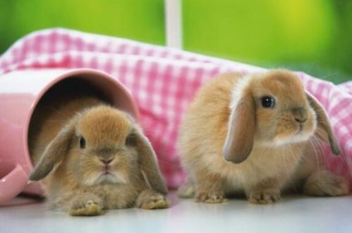 1999年属兔人的事业和命理特点具体是什么？