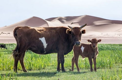 1973年属牛人五行缺什么，适合养什么狗来旺运势？