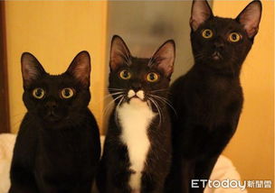 传统观念中的黑猫意象