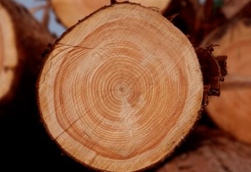 八字中木元素不足，是否必须通过补充木来调整？