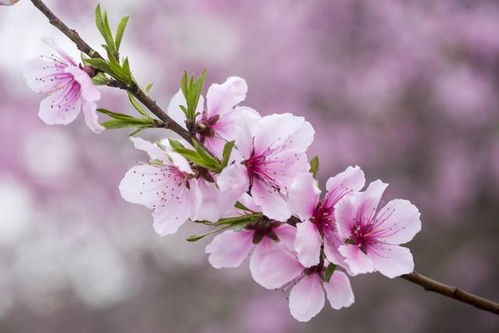 我最近运势如何，桃花运何时降临？