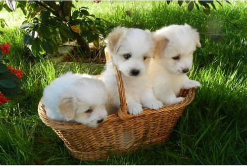 2026年属狗的人的贵人属相是什么意思？