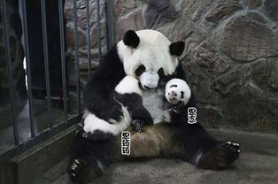 熊猫晴天：自然界的“晴霸天”