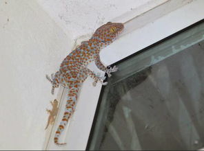 1.1 壁虎在传统文化中的象征意义