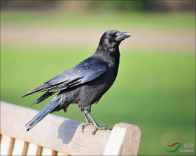 ‘天下乌鸦一般黑’中的乌鸦指的是哪几个生肖？