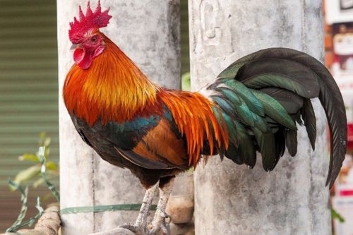 81年属鸡43岁2026年全年运势每月详解是什么意思？