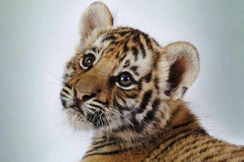 2026年属虎人的财运是否会特别旺盛？