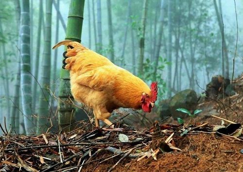 2017年属鸡人2026年农历九月运势和2026年1月上旬运势分别是什么？