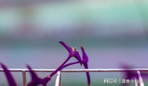生肖鸡：积攒力量终有所成