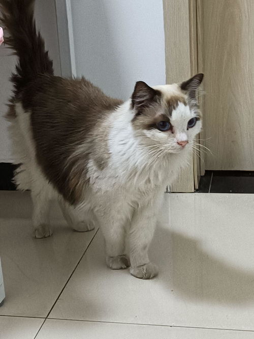 为什么半夜会听到猫发出如此凄厉的惨叫？