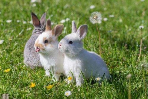 属兔女下半年桃花运如何？哪一年出生的属兔女桃花运最佳？