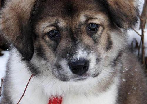 属狗和96年属鼠的人能成为母子或配偶吗？他们的婚配意味着什么？