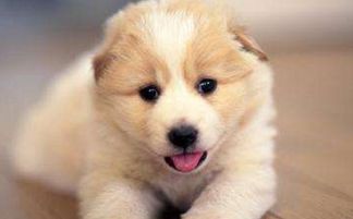 我梦见狗咬我是什么预兆，预示着什么不好的事情即将发生吗？