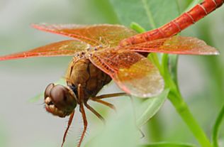 一、  农业生态视角下的丰收预兆与吉祥寓意