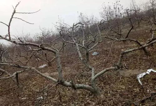 关键来了 :怎么给桃树起个 