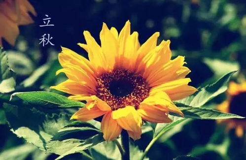 立秋这天堪风水，是否适宜决定吉凶？